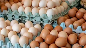 استقرار أسعار الدواجن.. 110 جنيه في المزرعة و125 في الأسواق 10 ديسمبر 2025